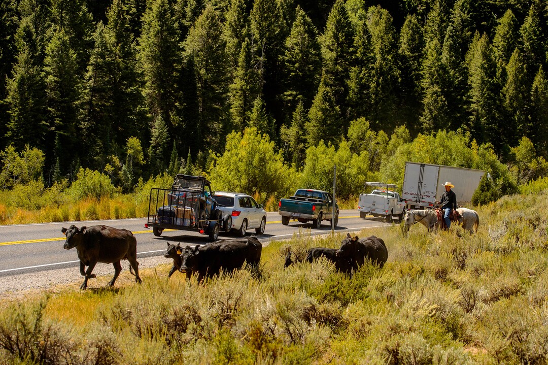 (Trent Nelson  |  The Salt Lake Tribune)  Ranchers plan to move 1,200 head of cattle through Logan Canyon this week, including this group on Tuesday Aug. 27, 2019.