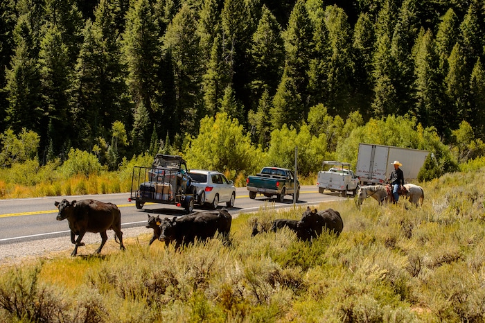 (Trent Nelson  |  The Salt Lake Tribune)  
Ranchers plan to move 1,200 head of cattle through Logan Canyon this week, including this group on Tuesday Aug. 27, 2019.