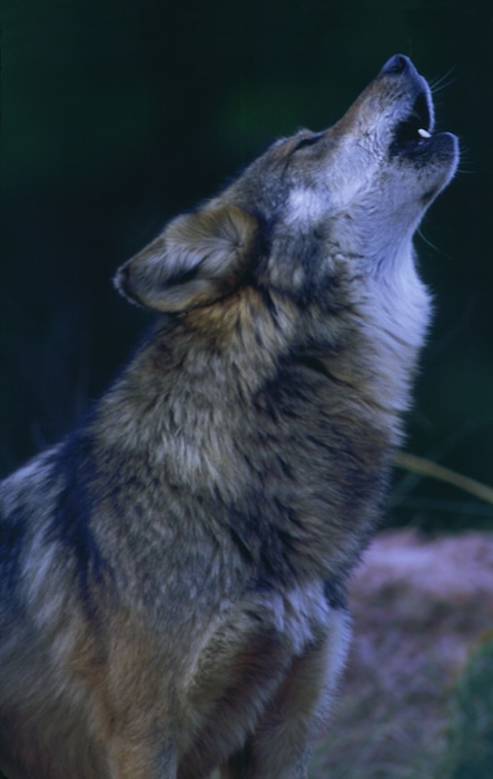 Mexican Gray Wolf, copyright Robin Silver. The Mexican Gray Wolf is one of the rarest mammals in the world.  (PRNewsFoto/Center for Biological Diversity)