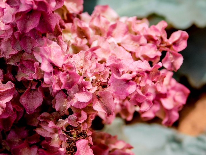 Erin Alberty  |  The Salt Lake Tribune

Dock flowers bloom April 1, 2017 near the Sand Cove primitive campground in the Red Cliffs Desert Reserve near Leeds.
