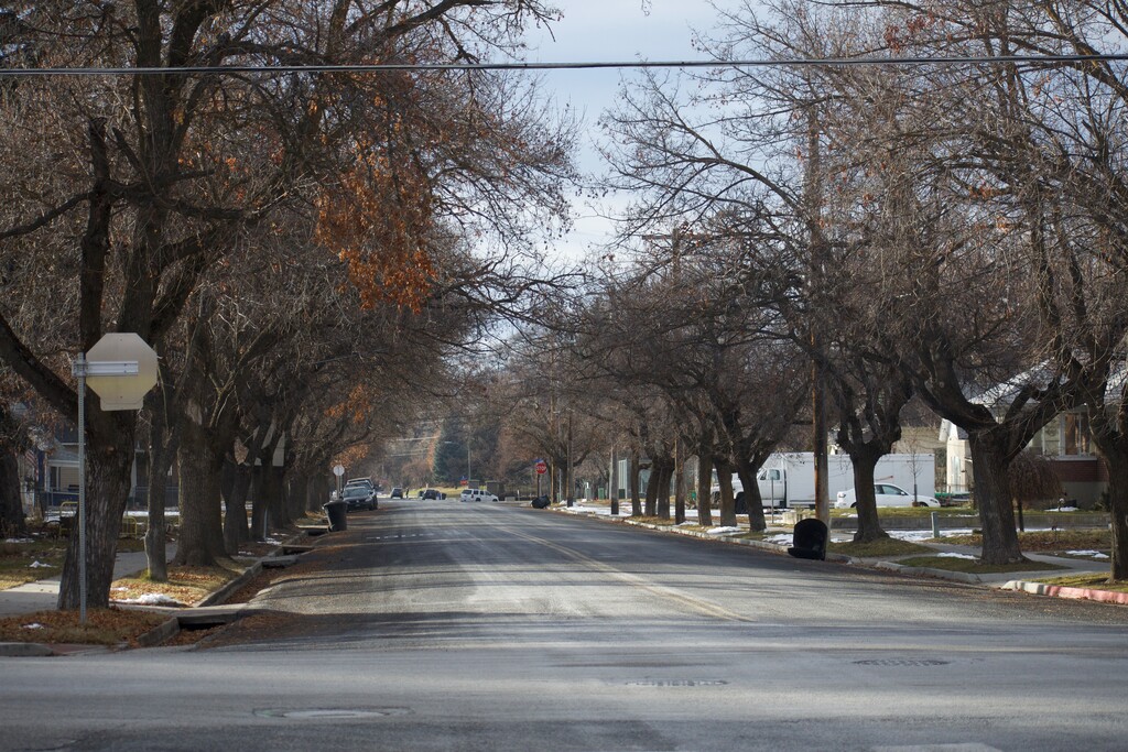 (Clarissa Casper | The Salt Lake Tribune) A canopy of trees down the street from where more than a dozen were chopped down on 100 South in Logan.