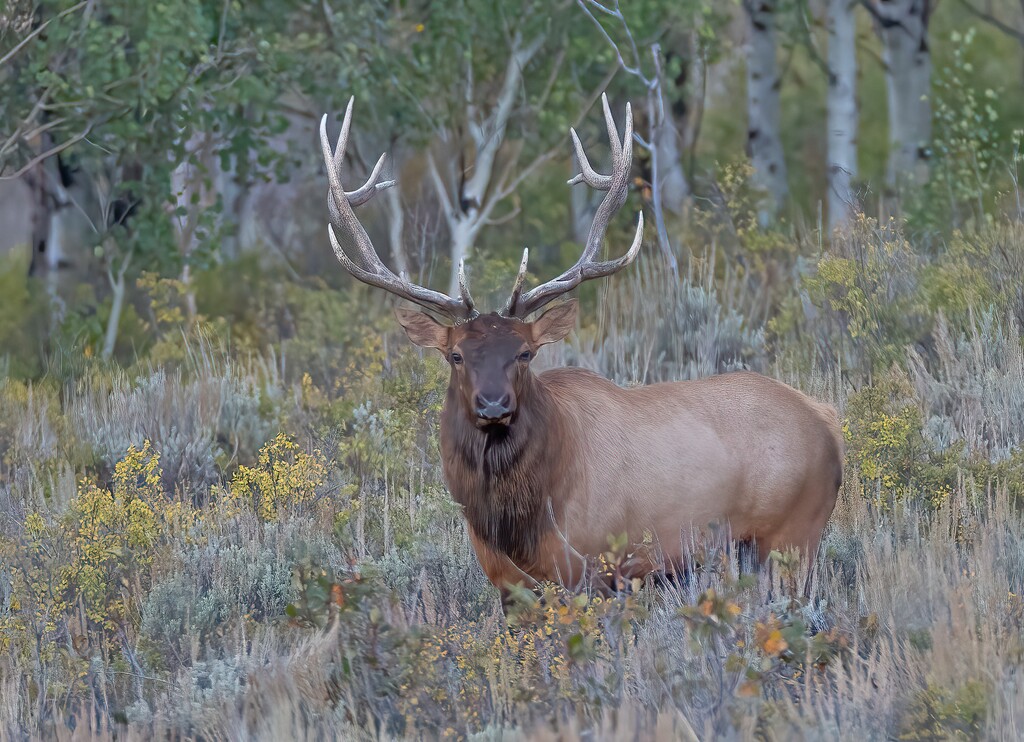 (Jim Shuler | Utah Division of Wildlife Resources File Photo) A bull elk in northern Utah in 2022. A surplus of elk in Morgan and Rich counties led to a culling of 170 elk on the Deseret Cooperative Wildlife Management Unit earlier this year.