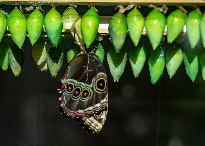 (Rick Egan  |  The Salt Lake Tribune)     
A Blue Morpho Butterfly emerges from a Chrysalis at the Butterfly Biosphere at Thanksgiving Point’s Water Tower Plaza in Lehi. Tuesday, Jan. 22, 2019.  The New Butterfly Biosphere is home to more than a thousand butterflies from around the world. 