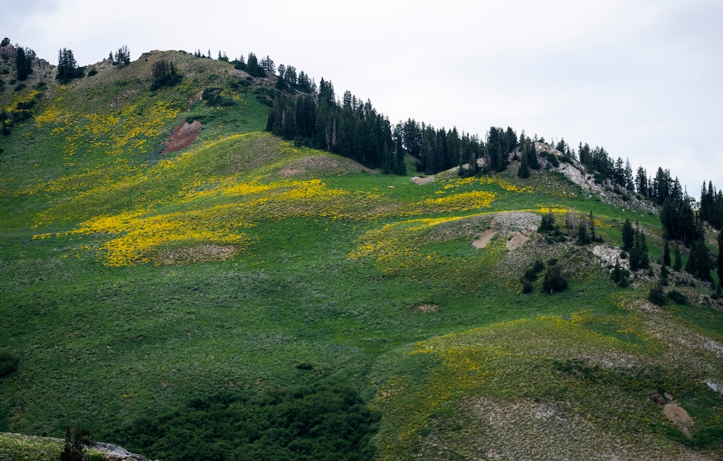 (Rick Egan | The Salt Lake Tribune)  Albion Basin in Little Cottonwood Canyon in 2022. The Salt Lake County Sheriff's Office has released the names of the two people in a small plane that crashed in Albion Basin on August 31, 2025 — killing one and injuring another.
