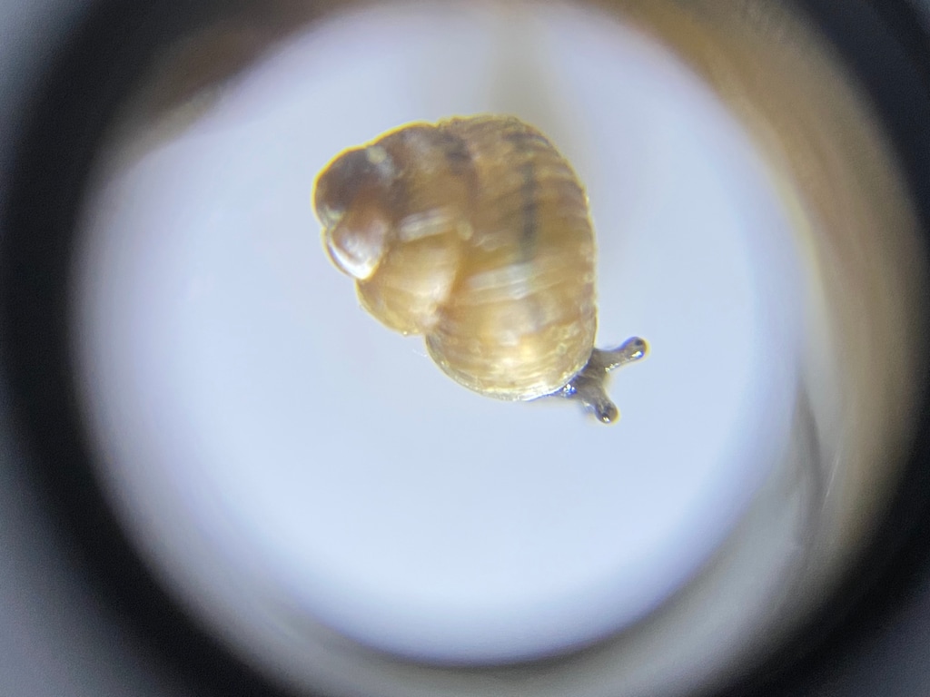 (Utah Division of Wildlife Resources) The tiny boreal top snail was discovered inhabiting the Uinta Mountains this year, adding the species to the long list of snails native to Utah.