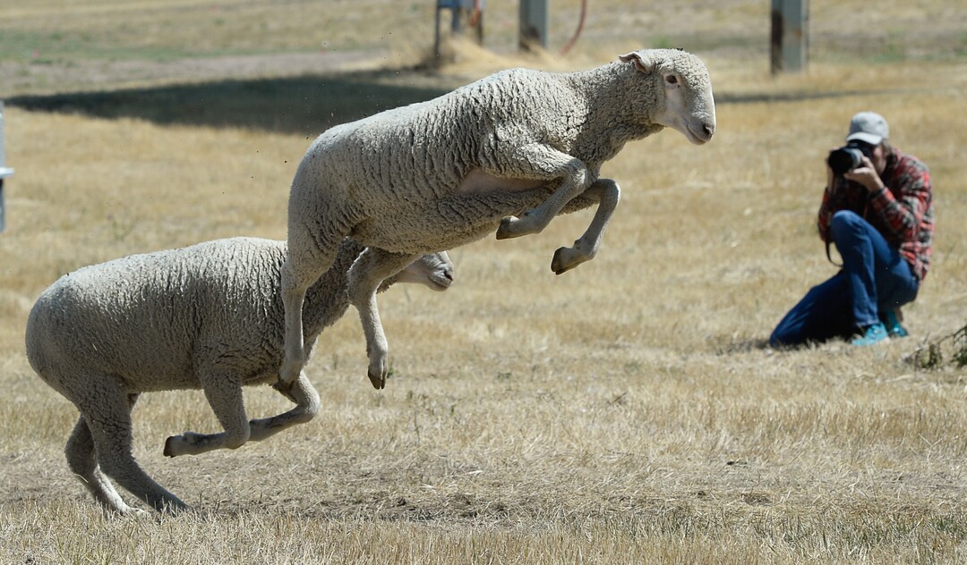 (Francisco Kjolseth  |  The Salt Lake Tribune)  Hundreds of sheep arrive from the Strawberry Valley to Midway's Soldier Hollow as they leap from trucks on Wed. Aug. 29, 2018, for this weekend's 16th annual Soldier Hollow Classic Sheepdog Championship and Festival, which runs Aug. 31-Sept. 3. This year, 44 dogs and 34 handlers will work with 331 sheep for the $20,000 purse.