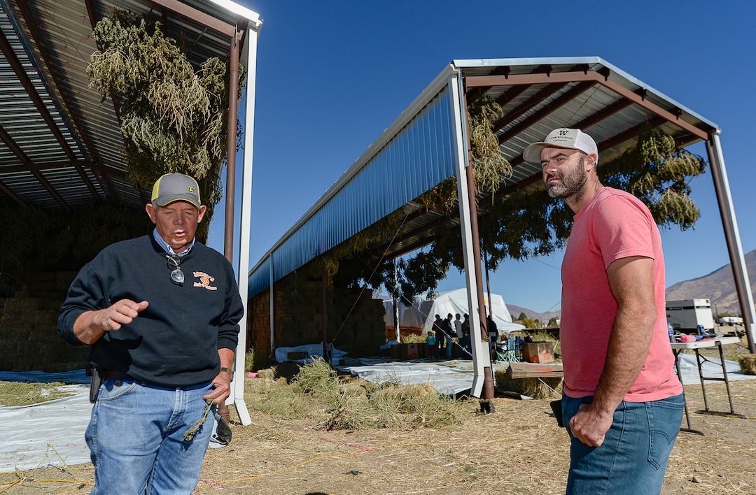 (Francisco Kjolseth  |  The Salt Lake Tribune)  Long time farmer Jud Harward, left, talks about his first season of industrial hemp growing near Spanish Fork along with the help of David Lee in charge of the genetics for seeds and starts, as crews begin the pre-extraction process of the dry plants on its way to being harvested for CBD oil.