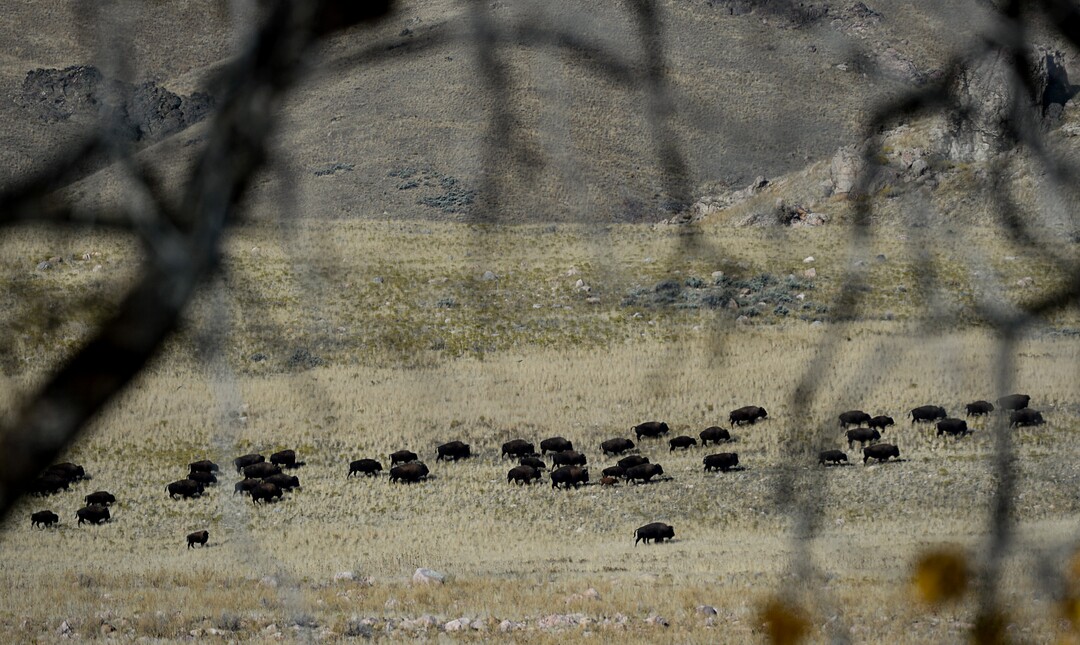 (Francisco Kjolseth  |  The Salt Lake Tribune)  Bison make the journey north as riders on horseback herd the animals during the 33rd annual roundup, Saturday, Oct. 26, 2019, on Antelope Island, a state park located near Syracuse in Davis County. Every year Utah wildlife and parks officials move the animals from across the island so they can be weighed, tagged and given health screenings.