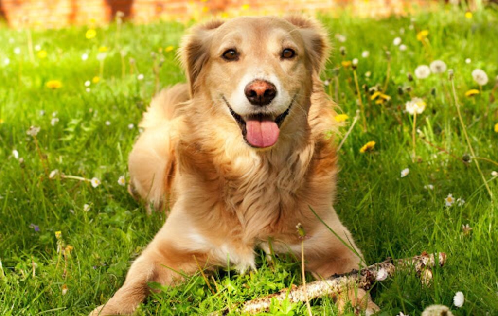 (Doggie Corp) | Best Flea and Tick Medicines For Dogs.