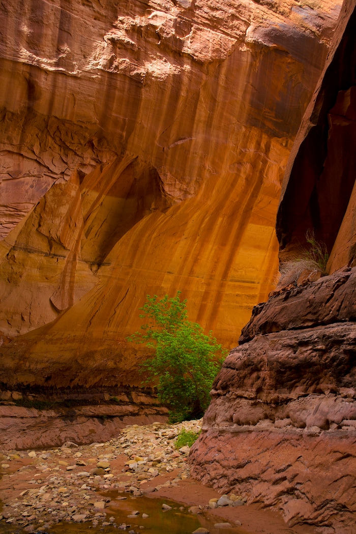 (photo courtesy Manny Mellor) Fortymile Gulch in the Grand Staircase-Escalante National Monument.