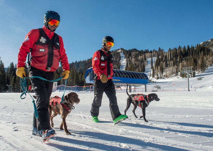 (Rick Egan  |  The Salt Lake Tribune)       Solitude Avalanche dog Joni with her handler, Jasper Anderson and Lumen with his handler, Trevor John, Thursday, March 5, 2020.
