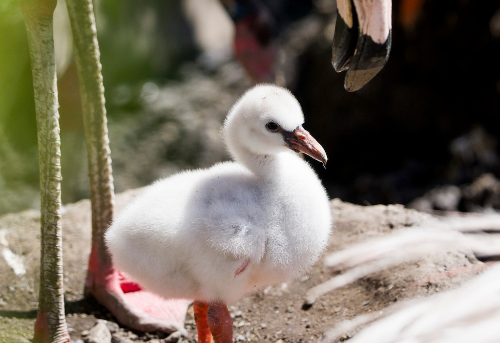 (Bethany Baker  |  The Salt Lake Tribune) A baby flamingo stands up in their nest at Tracy Aviary in Salt Lake City on Friday, July 31, 2026.