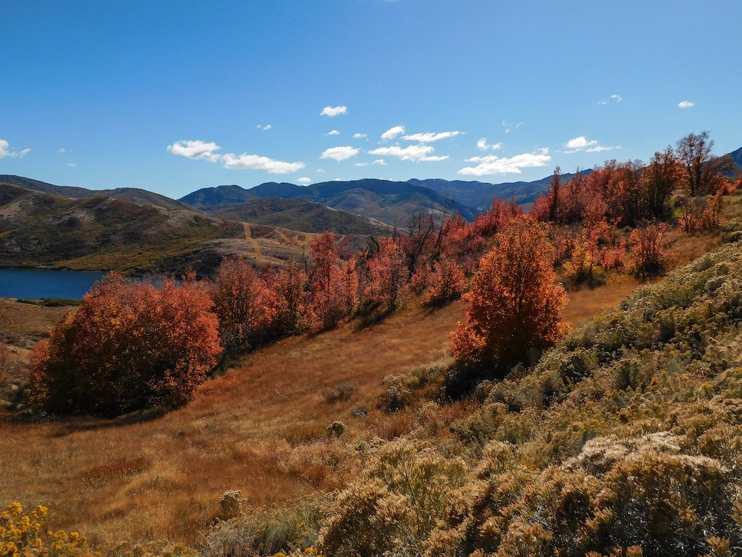 (Erin Alberty|The Salt Lake Tribune) Fiery maples dot the slopes above Little Dell Reservoir Oct. 9, 2017 in East Canyon.