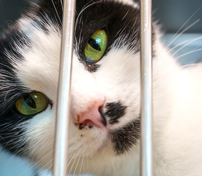 (Leah Hogsten | The Salt Lake Tribune) A cat up for adoption at the North Utah Valley Animal Shelter in 2022. A new bill could free up space at local animal shelters by allowing pets in abuse cases to be rehomed sooner.