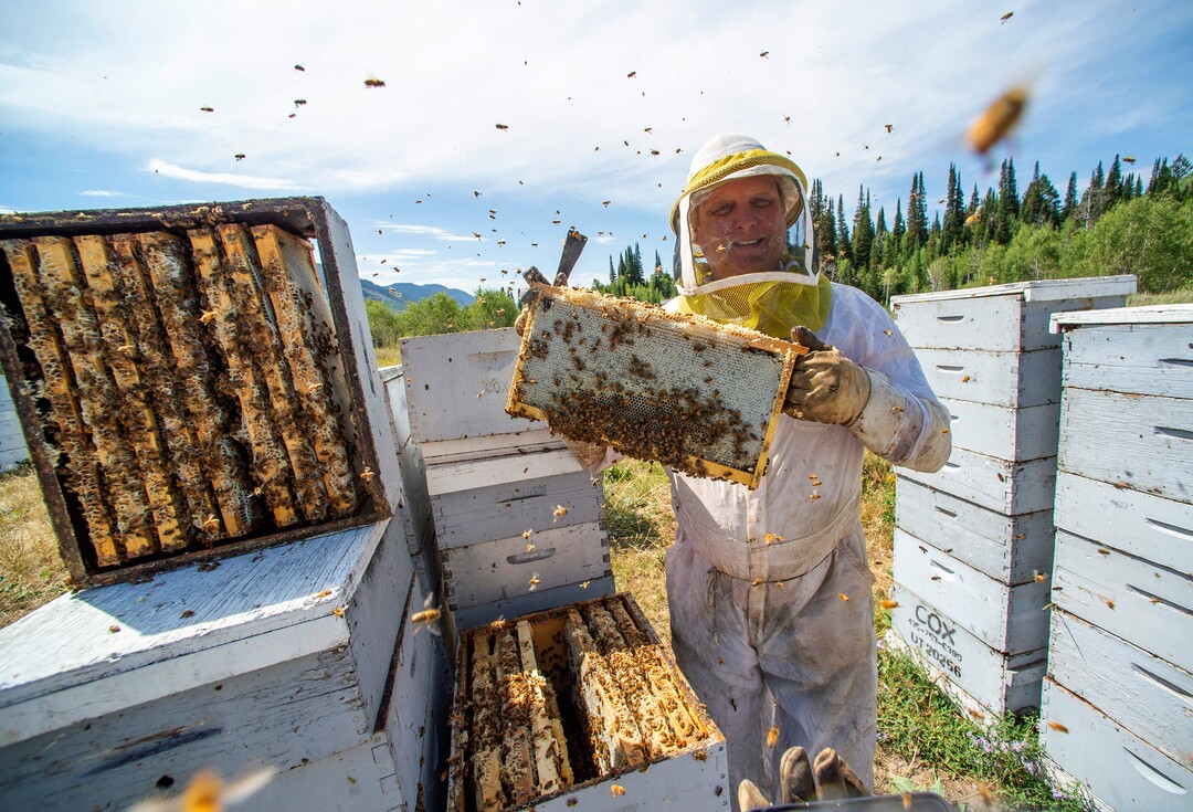 (Rick Egan  |  The Salt Lake Tribune)     Bee Keeper Darren Cox, inspects his hives in Logan Canyon, in the Cache National Forest where he stores hundreds of hives in the summer, on Tuesday, Aug. 11, 2020.