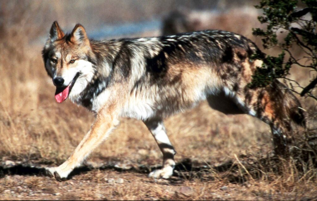 FILE - In this undated file photo provided by the U.S. Fish and Wildlife Service, a Mexican gray wolf leaves cover at the Sevilleta National Wildlife Refuge, Socorro County, N.M. U.S. wildlife managers failed to adopt a recovery plan for the endangered Mexican gray wolf that would protect against illegal killings and the consequences of inbreeding, according to a lawsuit filed Tuesday, Jan. 30, 2018 by environmentalists. (Jim Clark/U.S. Fish and Wildlife Service via AP, File)
