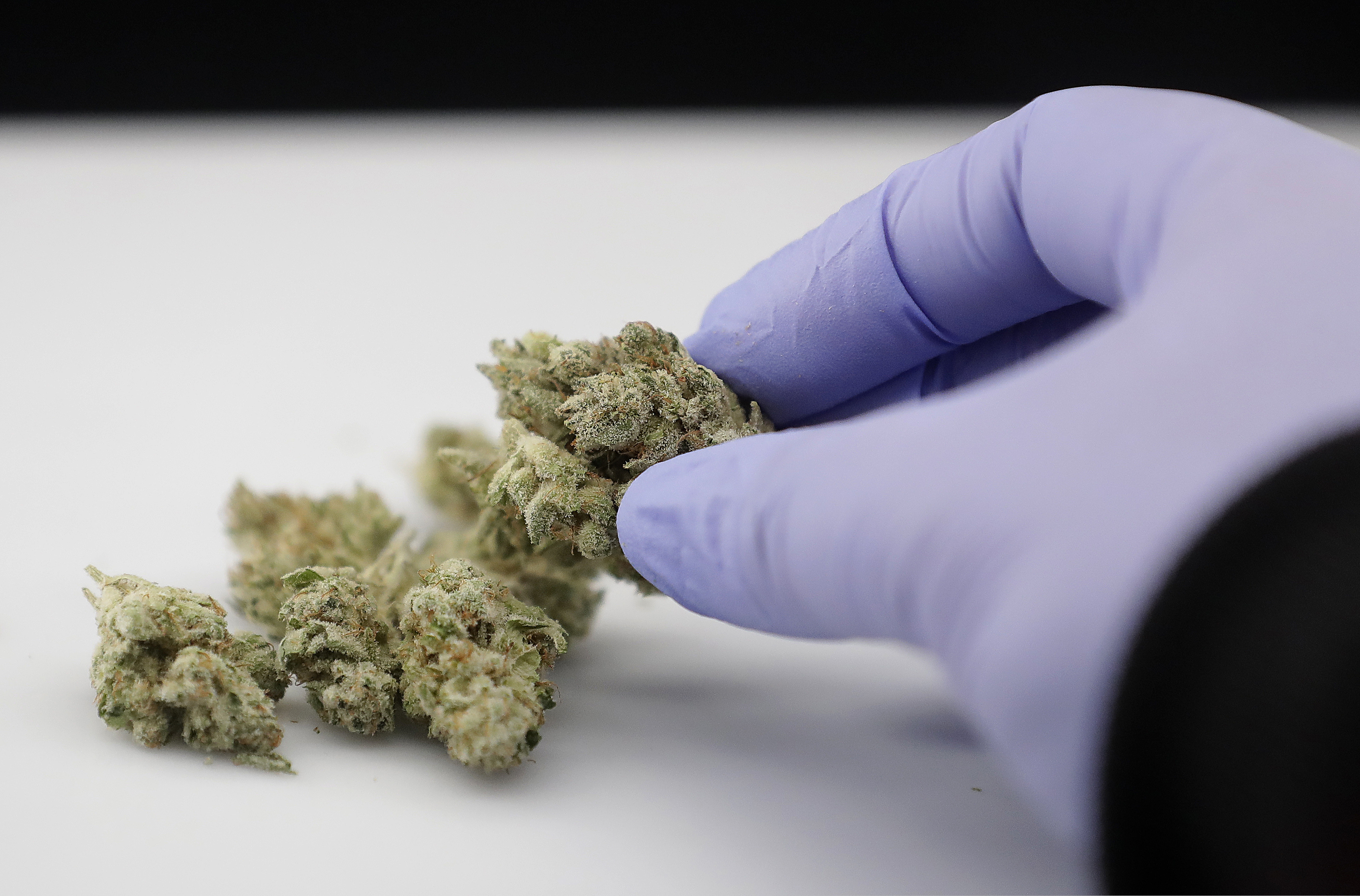 FILE - In this June 21, 2018, file photo, a laboratory manager holds a cannabis sample in Oakland, Calif. Five years after Colorado first legalized marijuana, a new study shows pot’s bad effects are sending more people to the emergency room. (AP Photo/Jeff Chiu, File)