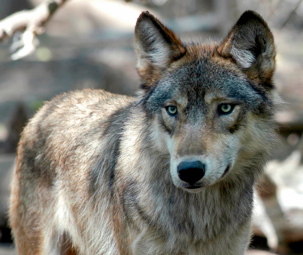 (Dawn Villella | The Associated Press) In this July 16, 2004, file photo, a gray wolf is seen at the Wildlife Science Center in Forest Lake, Minn. The Republican-controlled House has passed a bill to drop legal protections for gray wolves across the lower 48 states, reopening a lengthy battle over the predator species.