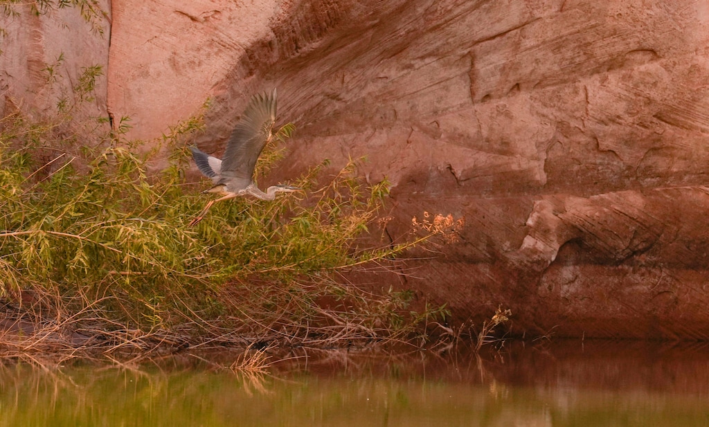 (Bethany Baker | The Salt Lake Tribune) A Great Blue Heron flies in Willow Gulch at Lake Powell near Ticaboo, Utah on Wednesday, Oct. 18, 2023.