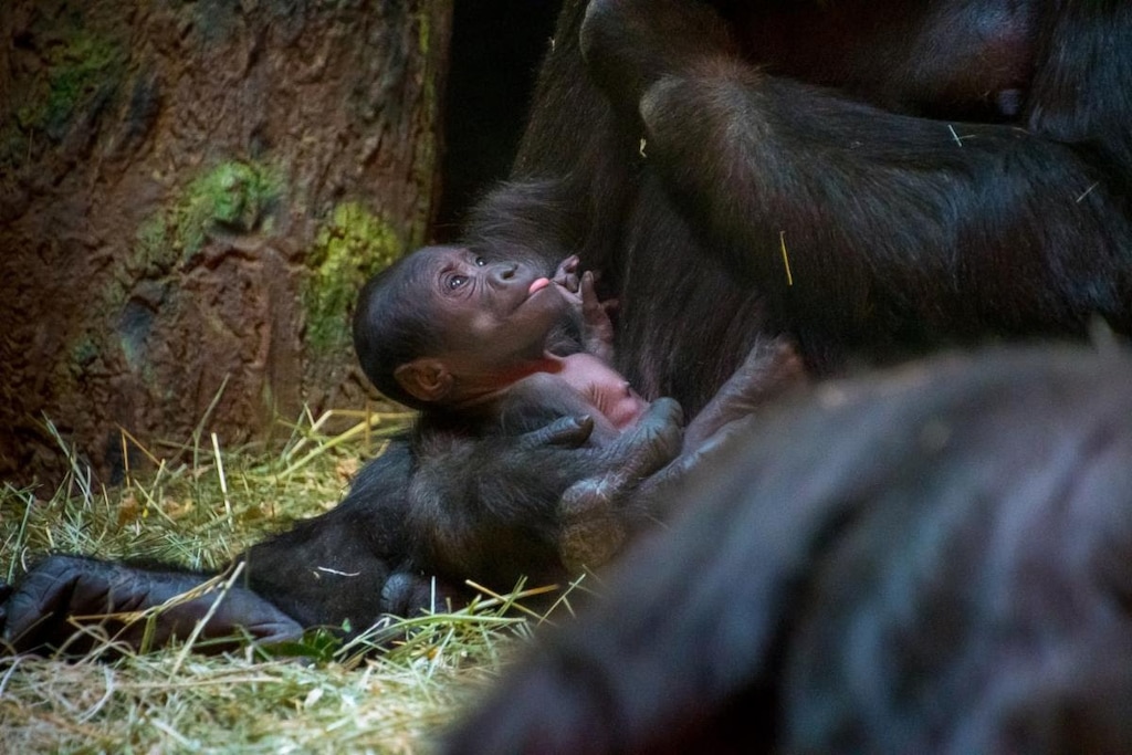 (Photo courtesy of Hogle Zoo) A 5-pound female gorilla was born July 6 at Hogle Zoo in Salt Lake City to mother Jabali and father Husani.