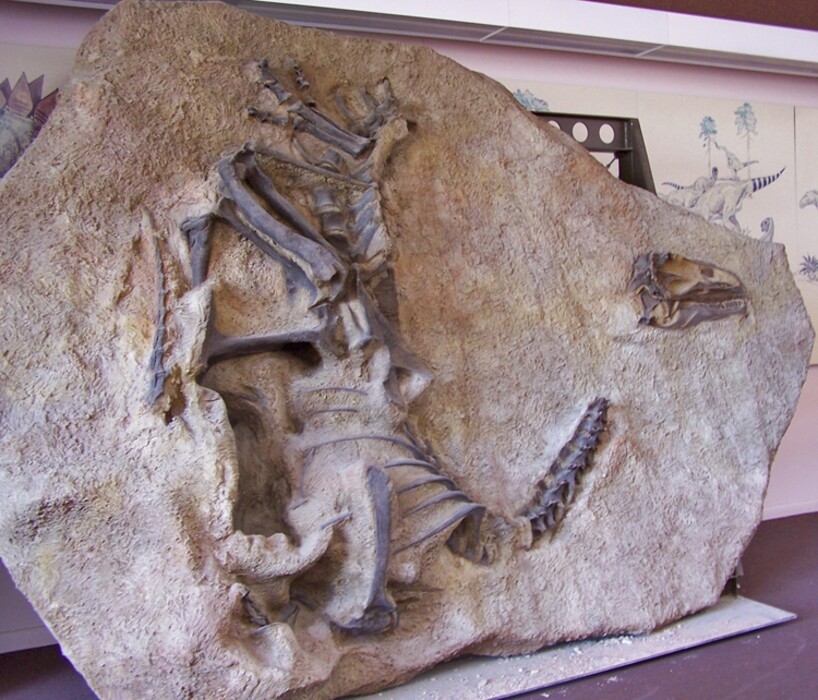 Allosaurus jimmadseni, courtesy of NPS