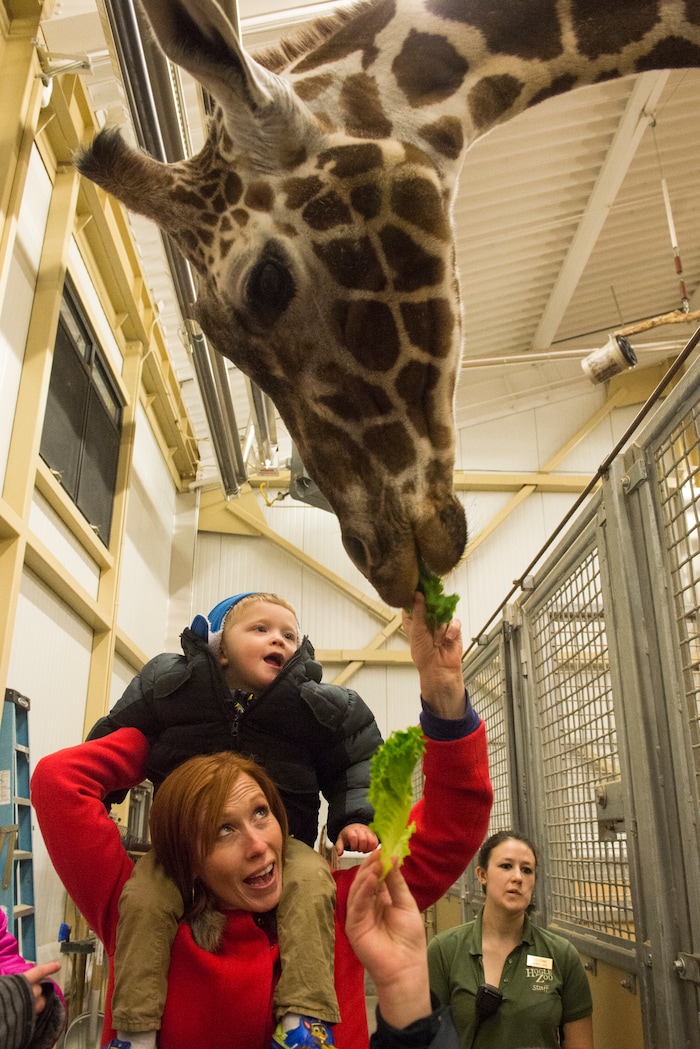 (Rick Egan  |  The Salt Lake Tribune)    Jennie Taylor holds Jonathan, 2 1/2 on her shoulders, as she feeds Kipenzi the giraffe,  at Hogle Zoo, Friday, Nov. 30, 2018. The Zoolights continue through December 31st, 


