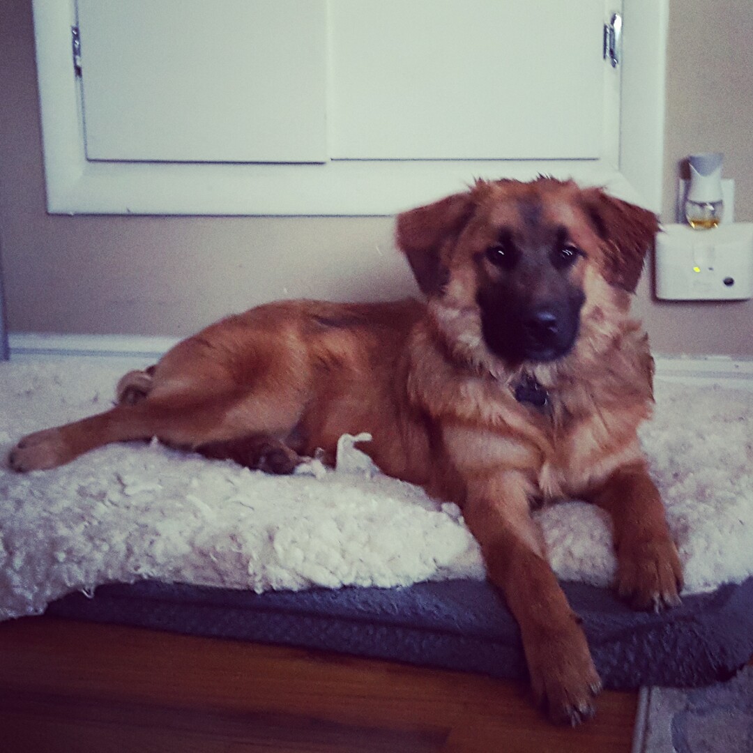 (Courtesy of Salt Lake County Animal Services)  Salt Lake County PAWlitical candidate Rainy