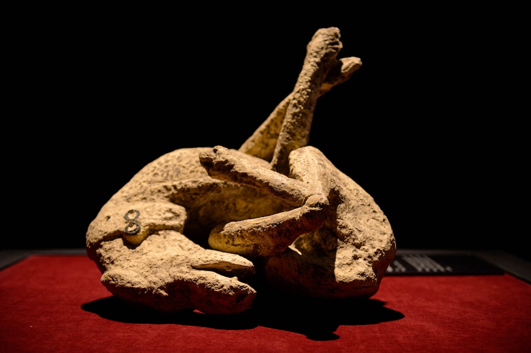 (Trent Nelson  |  The Salt Lake Tribune) "Guard Dog," part of Pompeii: The Exhibition, opening Saturday at The Leonardo in Salt Lake City on Thursday Nov. 21, 2019.