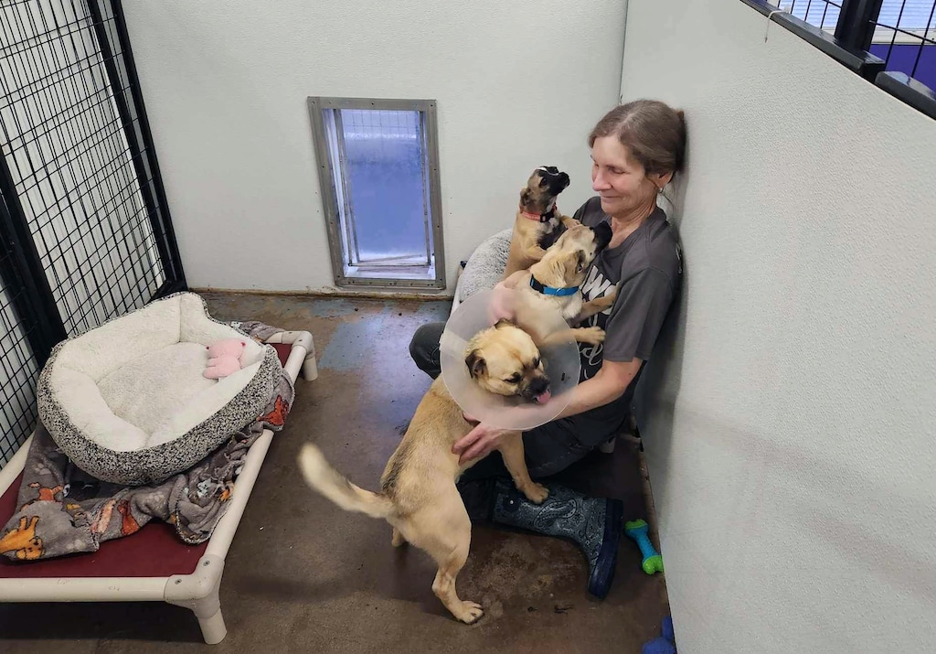 (Providing Animals With Support) An employee interacts with dogs at Providing Animals With Support (PAWS) shelter in St. George.