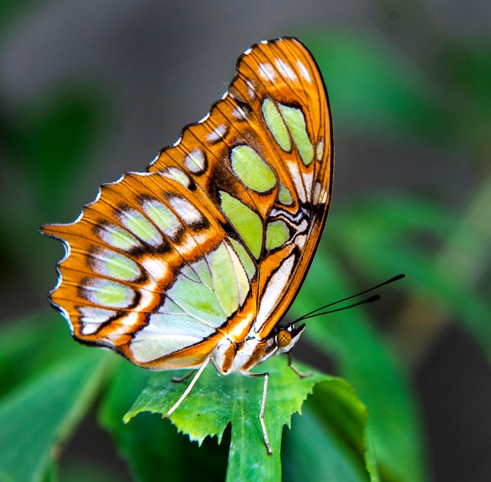 (Rick Egan  |  The Salt Lake Tribune)     
A Butterfly rests on a plant at the Butterfly Biosphere at Thanksgiving Point’s Water Tower Plaza in Lehi. Tuesday, Jan. 22, 2019.  The New Butterfly Biosphere is home to more than a thousand butterflies from around the world. 