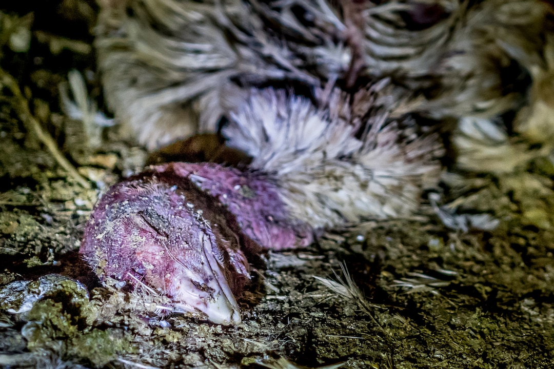 (Courtesy Wayne Hsiung)  Turkeys are seen at a Norbest farm near Moroni, Utah. The photos were taken by activists from Direct Action Everywhere.