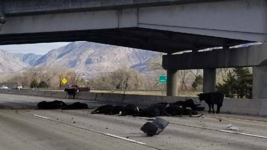 (Photo:  Joey Melfi via KUTV)  Cattle fall onto I-15 from overpass after semi truck hauling cattle overturns near Riverdale.