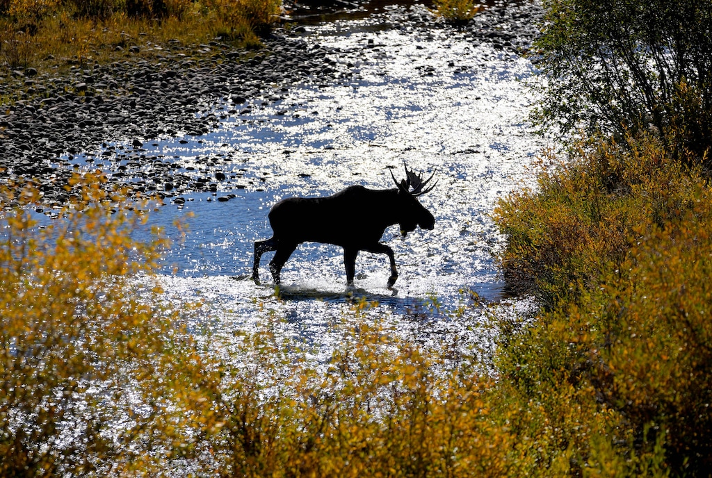 (Francisco Kjolseth | The Salt Lake Tribune) A moose crosses the Bear River as it flows 550 miles upstream from the Great Salt Lake on Oct. 5, 2022.