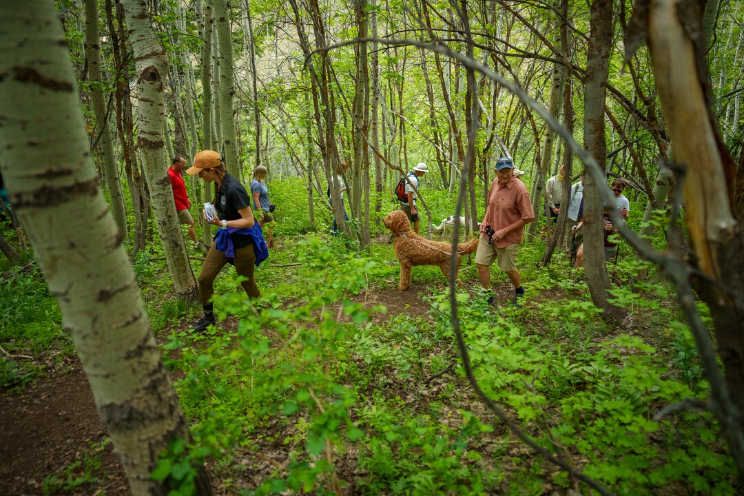 (Trent Nelson  |  The Salt Lake Tribune) Caitlin Willard leads a Hops Hunters Hike in Empire Canyon, Park City on Wednesday, June 8, 2022. The hikes, organized by the Summit Land Conservancy, bring awareness to wild hops in Utah.