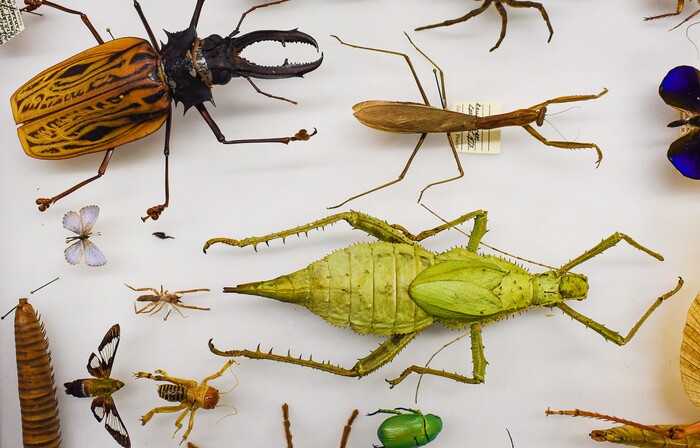 (Francisco Kjolseth  |  The Salt Lake Tribune)  The "Oh Wow!" drawer of interesting bugs will be on display this weekend at the Natural History Museum of Utah at the Rio Tinto Center for a Behind the Scenes look at the objects held in stewardship for the people of Utah. The public is invited to meet the scientists who build the collections and learn about current research and get an insiders view of the museum. 