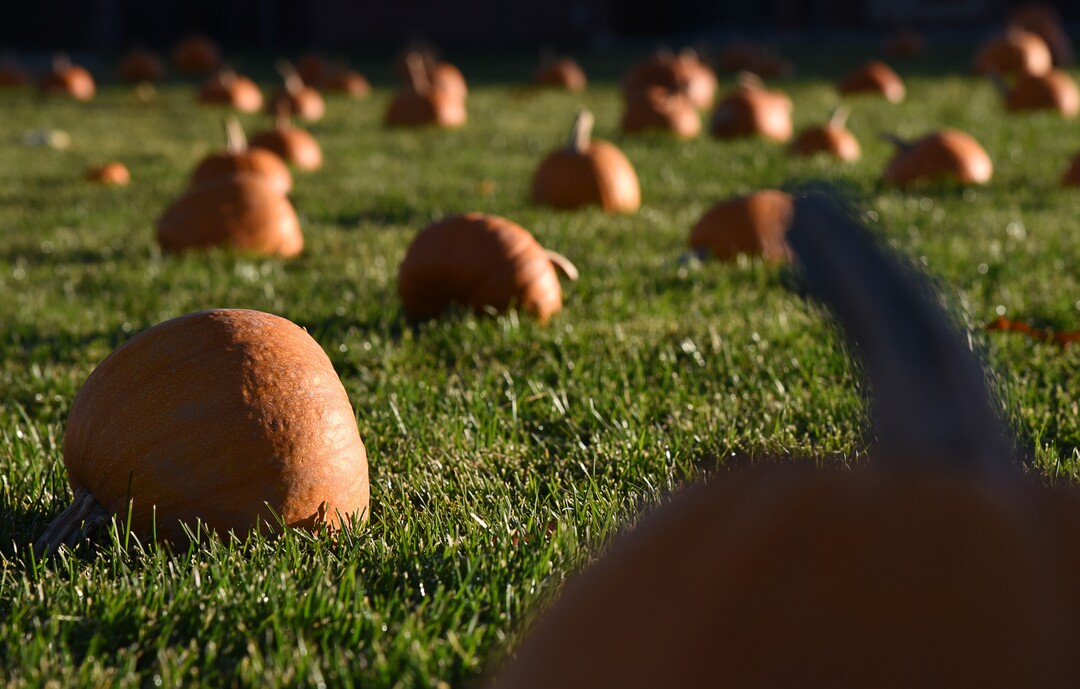 (Francisco Kjolseth  |  The Salt Lake Tribune)  A pumpkin patch is set up for students at Jordan Valley School in Midvale, Canyon District's school for students with severe disabilities, allowing them an opportunity to pick out their own pumpkin, an opportunity they look forward to on Wed. Oct. 24, 2018. Inmates who take part in the Green Thumb Nursery program at the Utah State prison grew and harvested the pumpkins that were donated to the school for the 10th year.