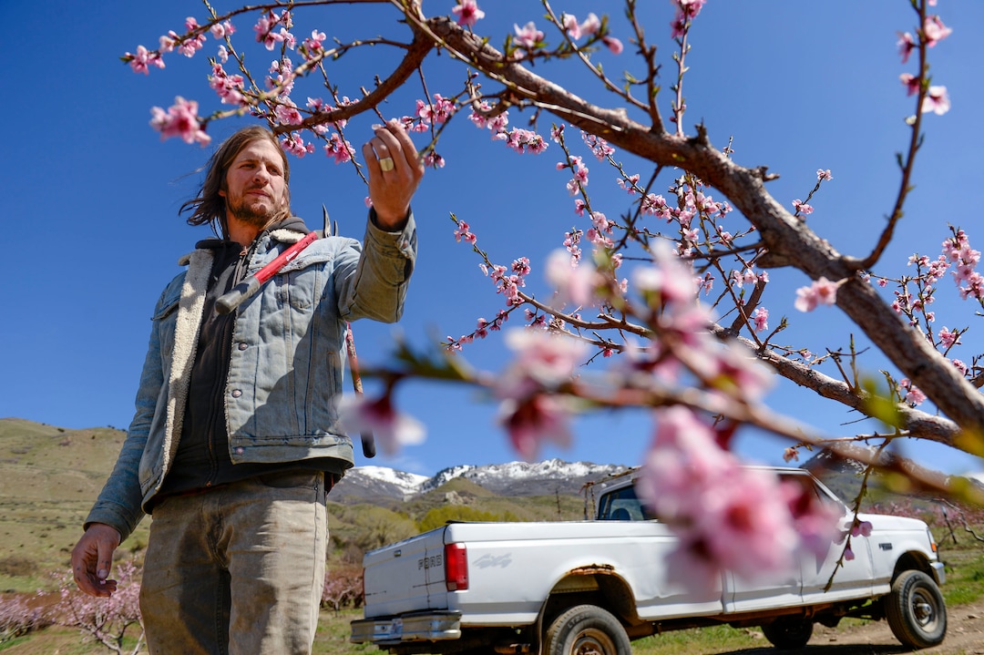 (Leah Hogsten  |  The Salt Lake Tribune) Jordan Riley of Riley Farm Foods inspects a Rosa peach tree blossom to determine if the buds have died from frost, April 14, 2020