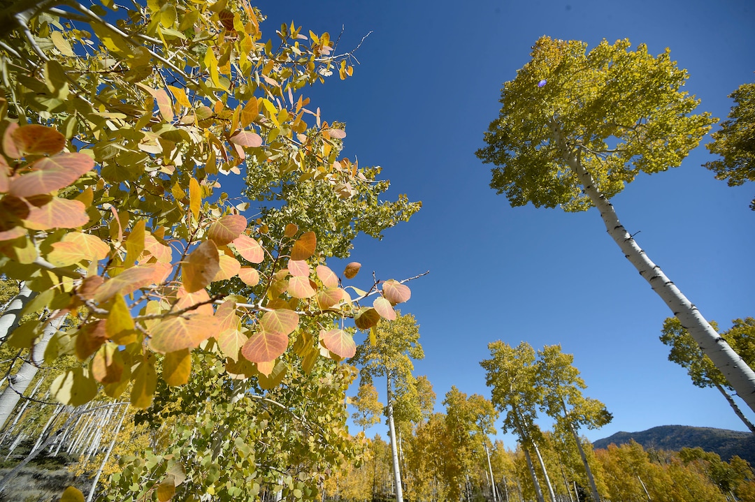 (Al Hartmann  |  The Salt Lake Tribune)     
At 106 acres, Pando is the largest known aspen clone, and the most massive living thing known on earth. Its trees are united by a single root system. Scientists say deer are voraciously eating Pando's new sprouts, preventing the clone from regenerating. It could deteriorate beyond recovery in less than 20 years, they warn.