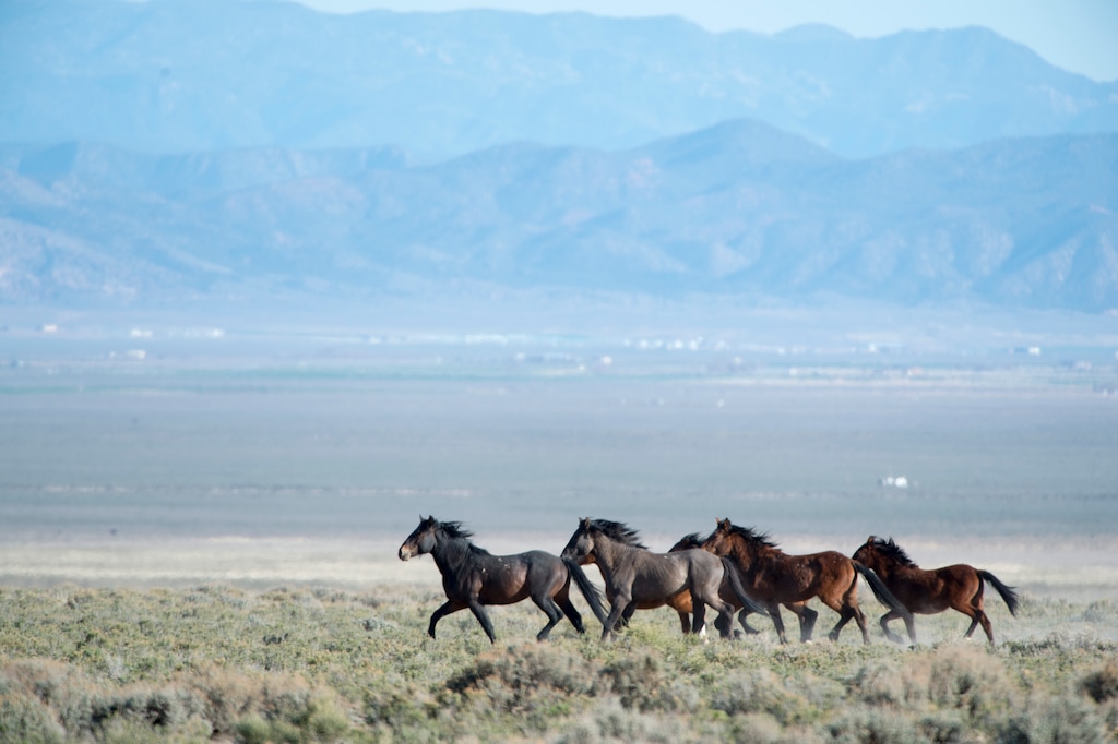 (Rick Egan | The Salt Lake Tribune) Wild horses run free on BLM land northwest of Cedar City in 2014.