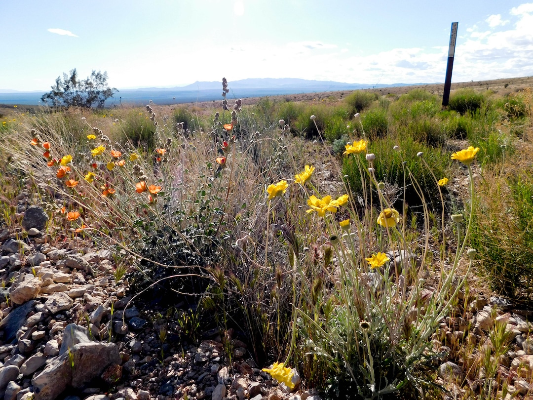 Erin Alberty  |  The Salt Lake TribuneMarigolds and globemallows bloom April 2 near the Mojave Desert Joshua Tree Road south of Shivwits.