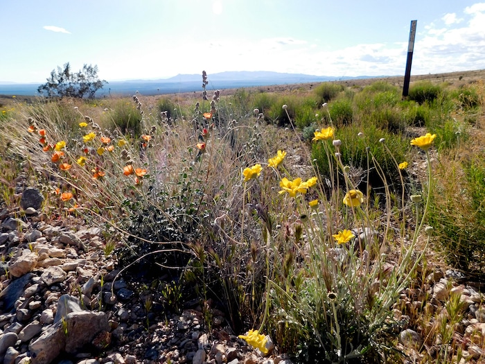 Erin Alberty  |  The Salt Lake Tribune

Marigolds and globemallows bloom April 2 near the Mojave Desert Joshua Tree Road south of Shivwits.