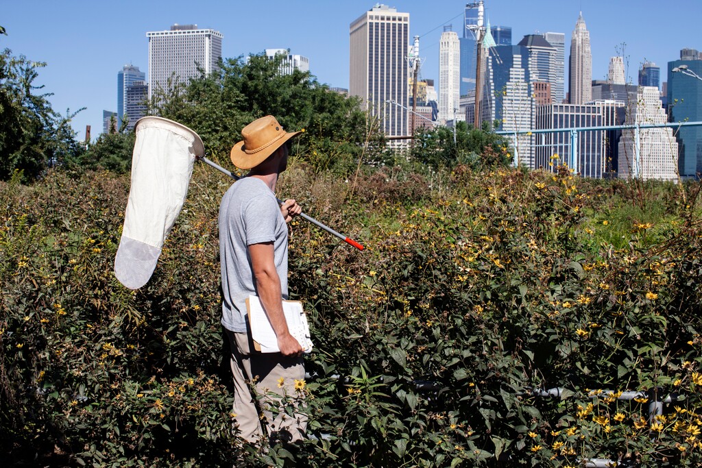 (Adrienne Grunwald | The New York Times)

Pawel Pieluszyński, a gardener at Brooklyn Bridge Park in New York, on a butterfly-tagging mission on Sept. 26, 2021. New York is now “the greenest big city on earth,” one naturalist says.