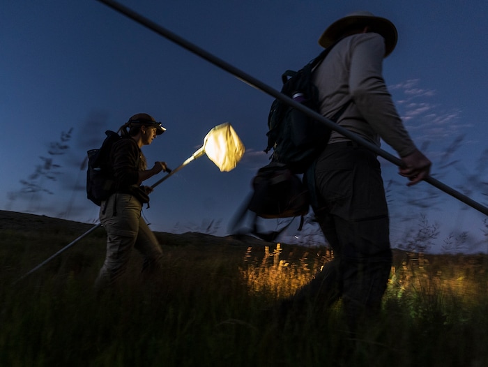 (Leah Hogsten | The Salt Lake Tribune) Kaitlyn Purington and Keith Lawrence, both native aquatics biologists with the Utah Division of Wildlife Resources search for boreal toads in the Bryant's Fork area of Strawberry Reservoir, March 1, 2022. Boreal toads donÕt draw the same attention as other native Utah species, but they play an important role in the state's high-altitude ecosystems. Lessons learned here could help bolster their populations throughout West.