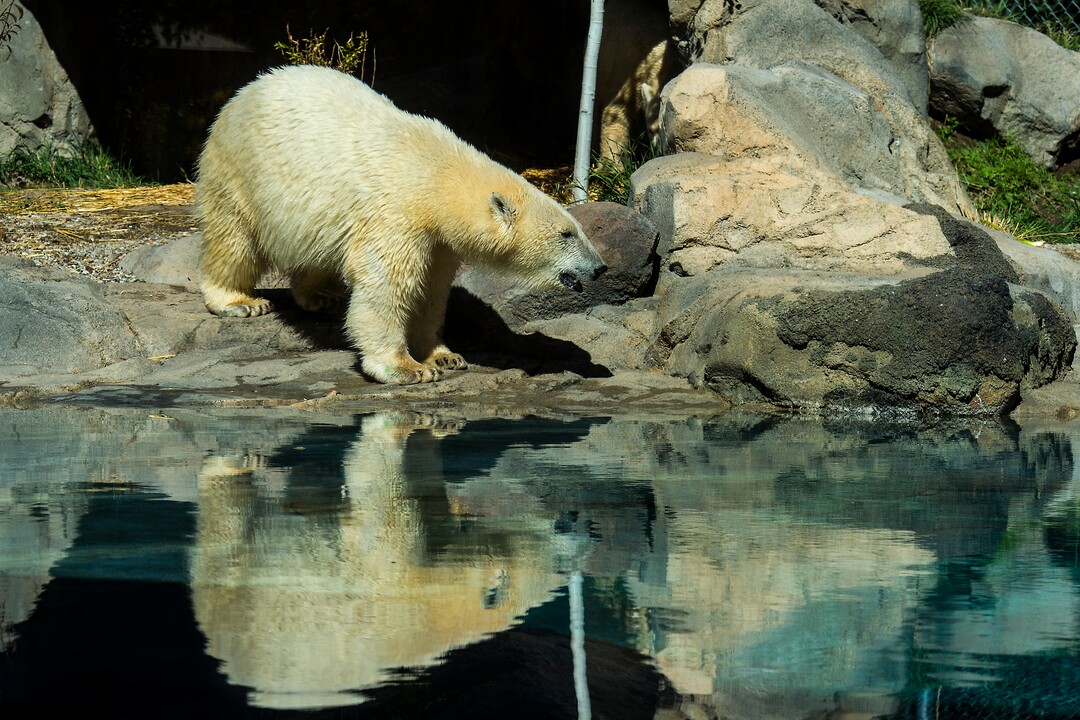 (Chris Detrick  |  The Salt Lake Tribune) Polar Bears Hope and Nora at Utah's Hogle Zoo Tuesday, October 10, 2017.