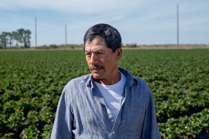 (Zack Wittman  |  For The Washington Post)  Antonio Vengas, a field worker, says, "I see the robot and think, 'Maybe we're not going to have jobs anymore.' "