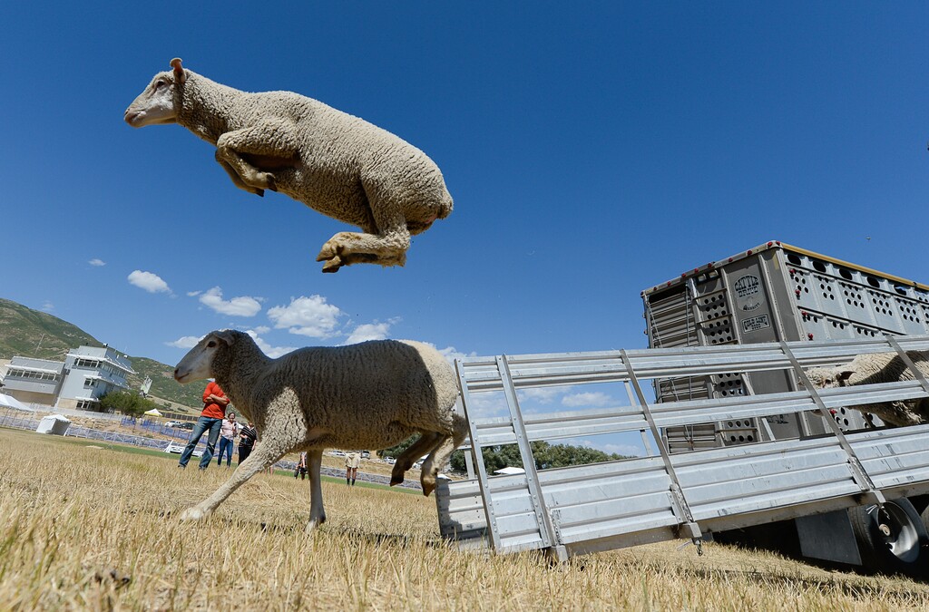 (Francisco Kjolseth | The Salt Lake Tribune) Hundreds of sheep arrive from the Strawberry Valley to Midway's Soldier Hollow as they leap from trucks on Wed. Aug. 29, 2018, for this weekend's Soldier Hollow Classic Sheepdog Championship and Festival. The 2024 edition of the event runs May 24-27.