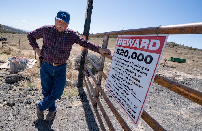 (Francisco Kjolseth | The Salt Lake Tribune) Randy Revoir, a Nephi rancher, checks in on his cattle in Juab County on Thursday, April 8, 2021. Revoir has banded together with other livestock producers to form the Central Utah Livestock Association, a group that offers a $20,000 reward for tips leading to the arrest of anyone who kills a member's animal. Livestock shootings soared in 2020 during the pandemic, but the reasons for the increase are unclear.