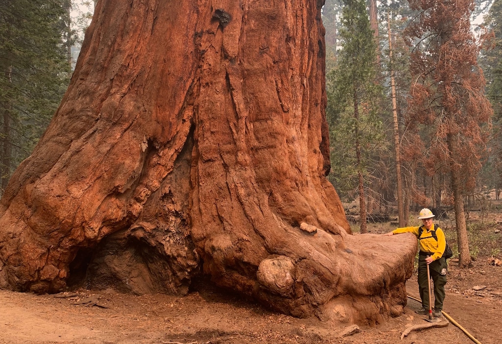 Photo: Sequoia National Forest, image courtesy of Joe Stone