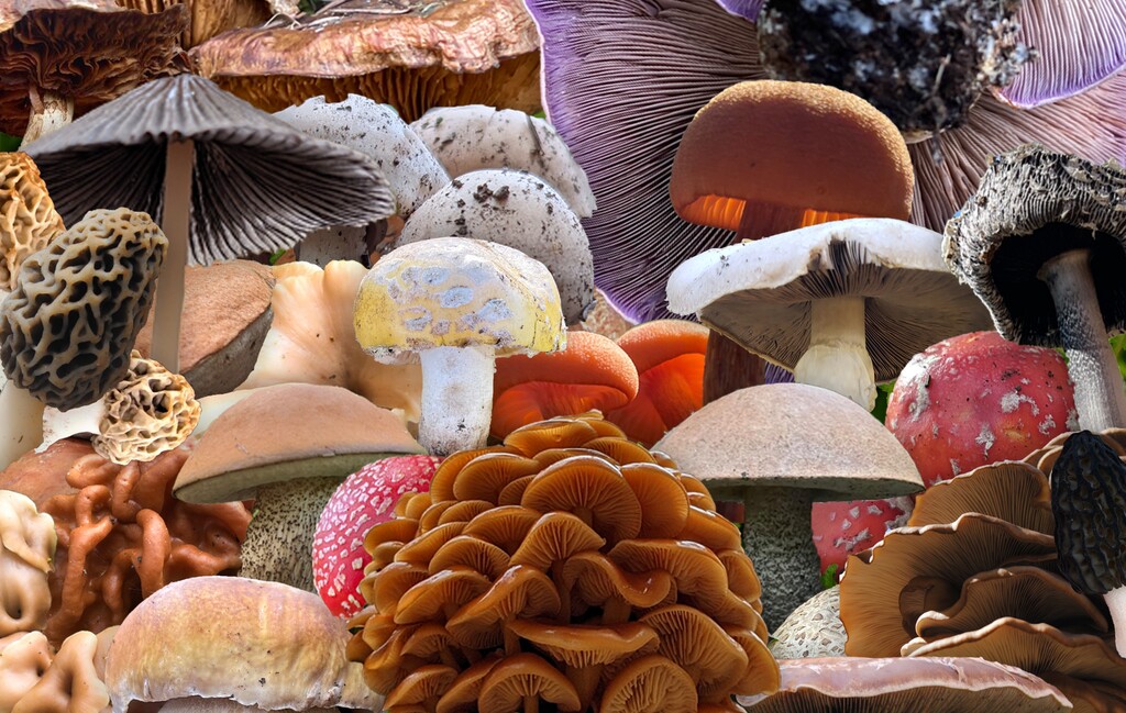 (Illustration by Chris Samuels | The Salt Lake Tribune) A collection of photographs of mushrooms submitted to The Tribune by members of the Mushrooms of Utah Facebook group. Photos submitted by Brandee Aragon, Korbin Haveron, Raymond Smithson, Tyler Hacking, Ethan Macintosh, Jennie Frandsen, Tama Anderson, Morgan Hansen and Sage Chatterton.