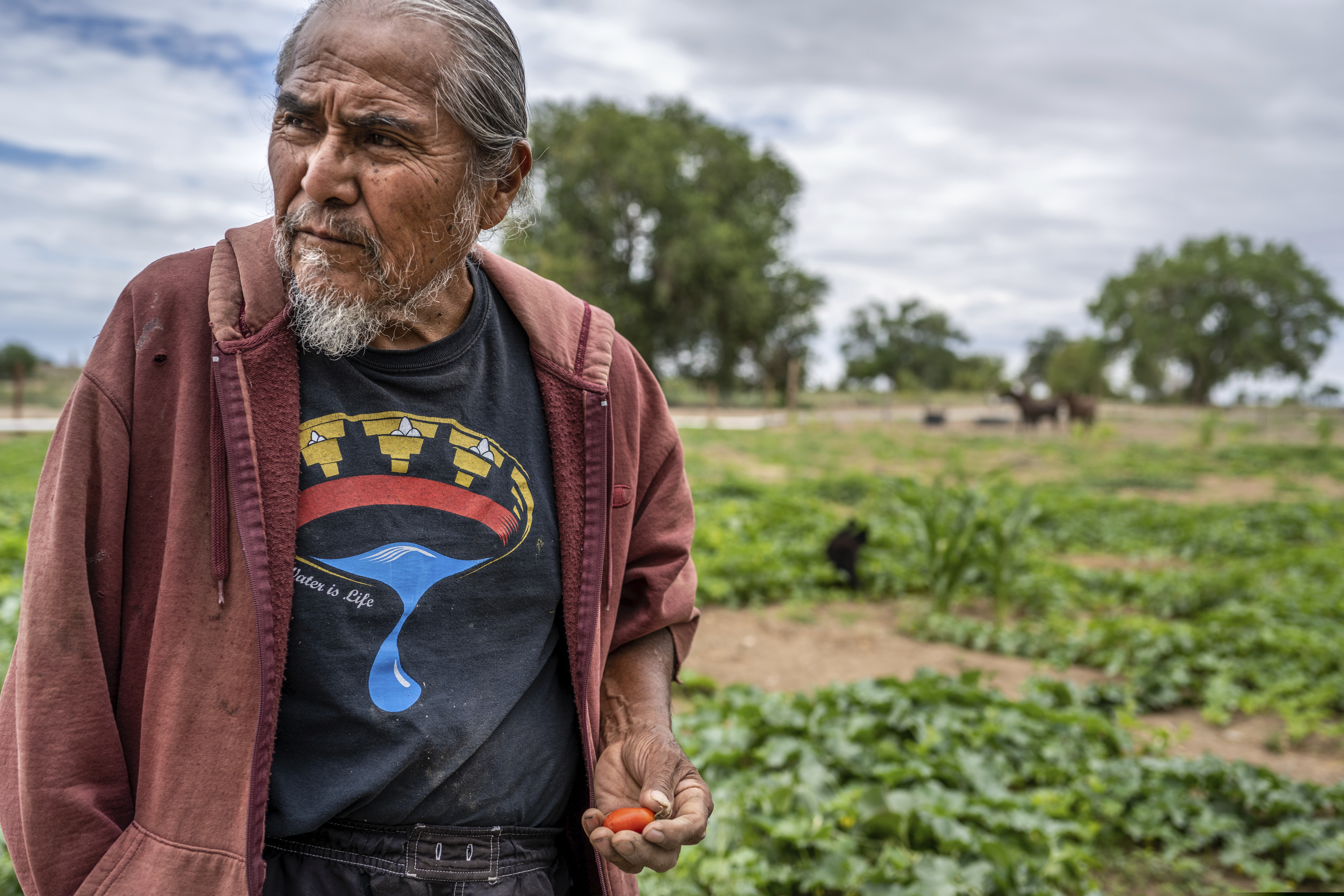 Chili Yazzie, the Navajo Nation's Shiprock Chapter president, holds a tomato he just picked from his garden on July 22, 2020 in Shiprock, N.M. Five years after U.S. Environmental Protection Agency contractors breached a mine tunnel at the abandoned Gold King Mine near Silverton, Colorado, the Navajo Nation is still feeling the effects. (Anthony Jackson/The Albuquerque Journal via AP)